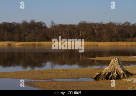 A dead tree stump, the victim of coastal erosion, sits next to Benacre Broad at Benacre Nature Reserve in Suffolk, England Stock Photo