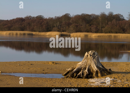 A dead tree stump, the victim of coastal erosion, sits next to Benacre Broad at Benacre Nature Reserve in Suffolk, England Stock Photo