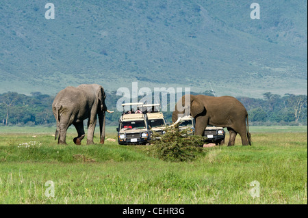 Tourists on safari watching two elephants (Loxodonta africana) taking measure of each other Ngorongoro Crater Tanzania Stock Photo