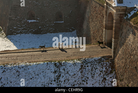 Pack of dogs coming out of the Petrovaradin Fortress, Novi Sad, Serbia Stock Photo