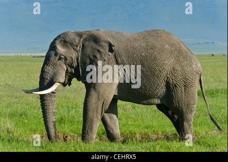 African elephant Loxodonta africana 'Big tusker' in Ngorongoro Crater Tanzania Stock Photo