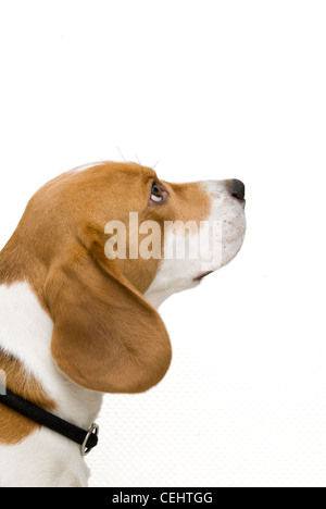 Beagle dog looking up colour color Stock Photo