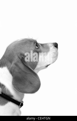 A young beagle Dog looking sideways bw Stock Photo