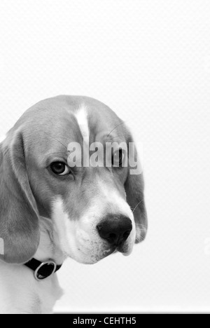 young beagle dog looking sideways black and white Stock Photo