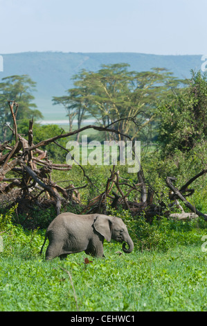 Young elephant (Loxodonta africana) feeding in the Lerai Forest in Ngorongoro Crater Tanzania Stock Photo