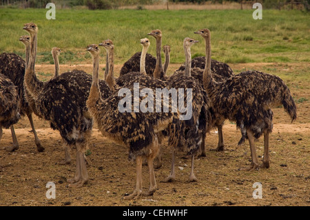 Ostriches on Ostrich Farm,Oudtshoorn,Oudtshoorn,Western Cape Province Stock Photo