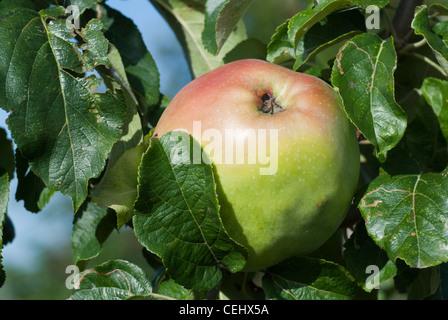 Bramley apple growing on the tree Stock Photo