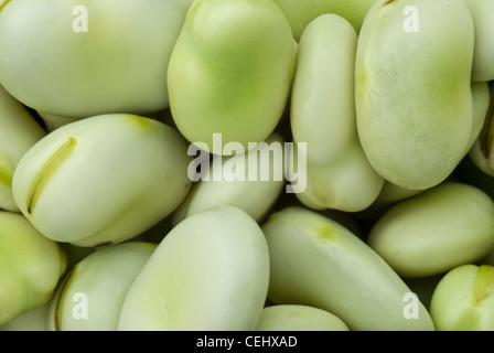 Fresh broad bean seed aquadulce claudia Stock Photo