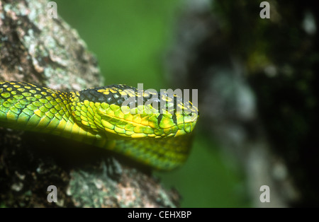 Sri Lankan green pit viper, Trimeresurus trigonocephalus, from the Knuckles Mountains, Sri Lanka Stock Photo
