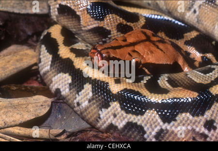 Borneo short-tailed blood python snake (Python curtus breitensteini ...