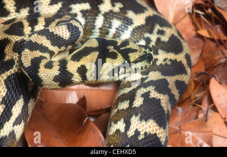 Carpet python, Morelia spilota, Irian Jaya, Indonesia Stock Photo