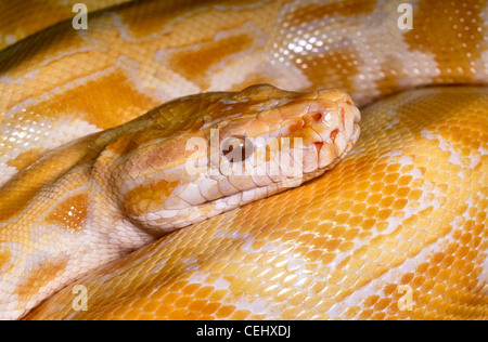 Burmese python, Python molurus, albino, South East Asia Stock Photo