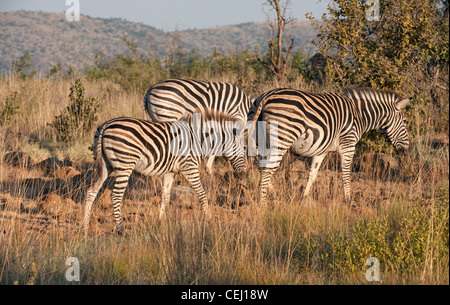 Zebras,Pilansberg Game Reserve,North West Province Stock Photo