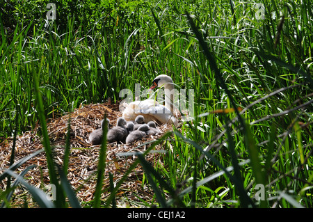 family of swans sitting on riverside nest including seven small signet babies Stock Photo