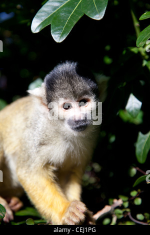 A Black Capped Bolivian Squirrel monkey at London Zoo, London, UK. Stock Photo