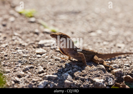 Brown Anole, Anolis Sagrei, native floridian lizard with dewlap extended Stock Photo