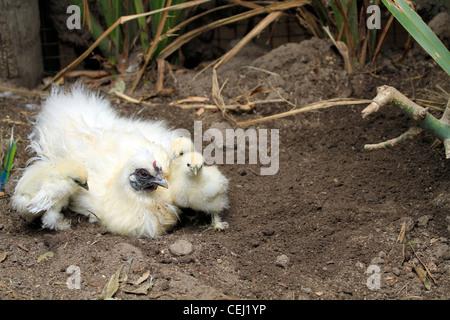 White silky Bantam( domesticated) hen with chicks at World of Birds in Houtbay, Cape Town. Stock Photo
