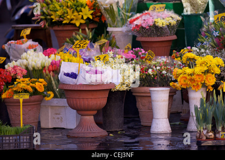 Tubs of cut flowers for sale on a stall in Campo De' Fiori Stock Photo