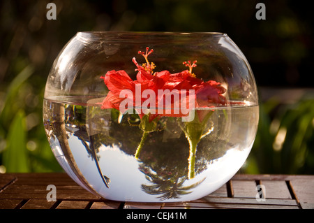 Hibiscus flower floating in a round vase Stock Photo