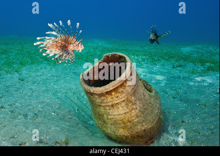 Lion fish in the Reds Sea, Egypt Stock Photo