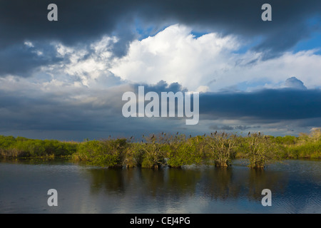 Big clouds over the Anhinga Trail in the Royal Palms area of Everglades National Park Florida Stock Photo