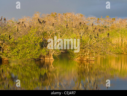 Late afternoon sunlight on birds in trees on the Anhinga Trail in the Royal Palm area of Everglades National Park Florida Stock Photo