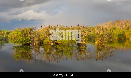 Late afternoon sunlight on birds in trees on the Anhinga Trail in the Royal Palm area of Everglades National Park Florida Stock Photo