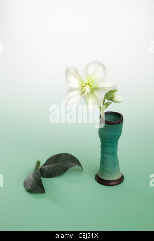 White helleborus orientalis in green handmade vase