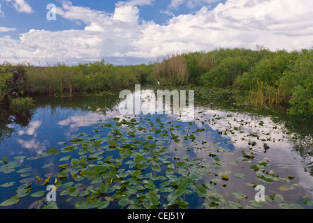 Anhinga Trail in the Royal Palm section of the Everglades National Park Florida Stock Photo