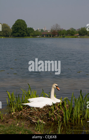 Swan on a nest on the edge of a lake in the grounds of Hampton Court Palace in England Stock Photo