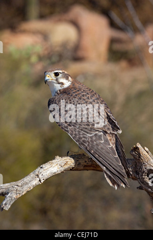 Prairie Falcon Falco mexicanus Arizona-Sonora Desert Museum, Tucson, Arizona, United States 22 January Adult Falconidae CAPTIVE Stock Photo