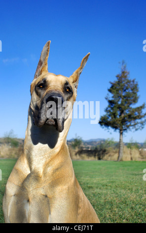 Great Dane, fawn color. Outdoor portrait with green grass and bright blue sky. Stock Photo