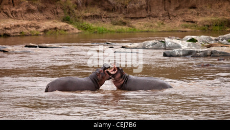 Kenya - Masai Mara - Two Hippopotamus fighting in the water Stock Photo