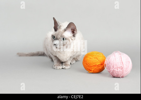 Devon Rex cat on gray background, with colorful wool Stock Photo