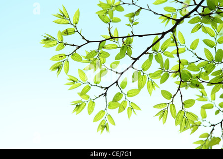 Green leaves background Stock Photo