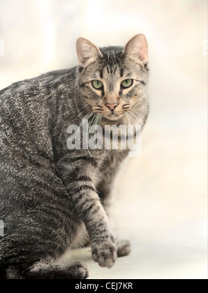 Male black tabby American Shorthair cat Stock Photo