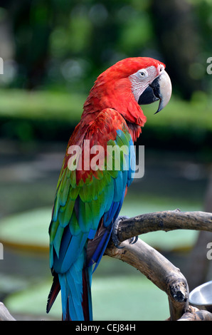 Blue, red and green crested parrots, Bali, Indonesia Stock Photo