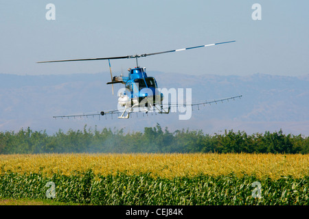 Agriculture - Helicopter crop duster spraying a maturing corn crop / near Tracy, San Joaquin County, California, USA. Stock Photo