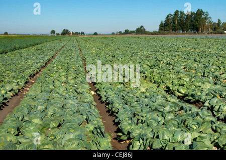 Agriculture - Field of mature green cabbage ready for harvest / near Stockton, San Joaquin County, California, USA. Stock Photo