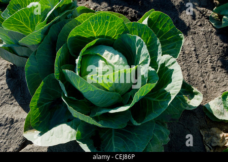 Agriculture - Head of maturing green cabbage in the field / near Stockton, San Joaquin County, California, USA. Stock Photo