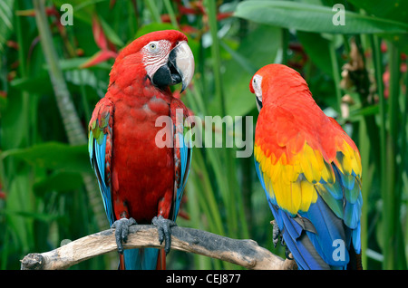 Blue, red and green crested parrots, Bali, Indonesia Stock Photo