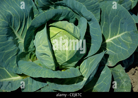 Agriculture - Head of mature green cabbage in the field ready for harvest / near Stockton, San Joaquin County, California, USA. Stock Photo