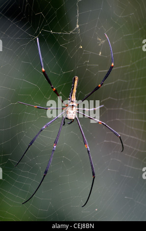 Giant Wood spider, bali, Indonesia Stock Photo - Alamy