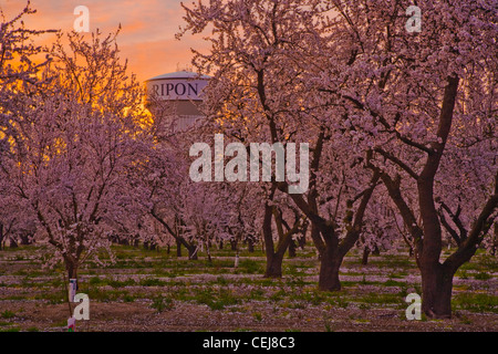 Agriculture - Peach orchard in full Spring bloom at sunrise with a water tower in the background / Ripon, California, USA. Stock Photo