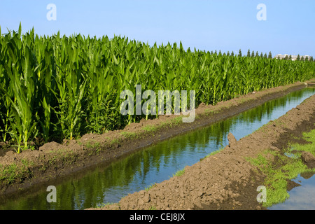 Agriculture - Irrigation canal running alongside a mid growth grain corn field / near Tracy, San Joaquin County, California, USA Stock Photo