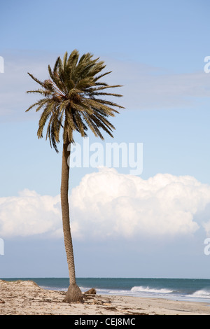 Single Date palm tree on the beach near Mediterranean Sea, island of Djerba, Tunisia, Africa Stock Photo