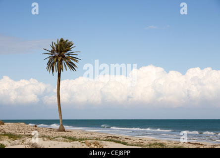 Single Date palm tree on the beach near Mediterranean Sea, island of Djerba, Tunisia, Africa Stock Photo