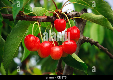 Agriculture - Closeup of mature, harvest ready Bing cherries on the tree / near Dinuba, California, USA. Stock Photo