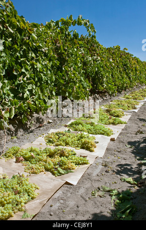Agriculture - Harvested Thompson Seedless grapes laid out on paper trays for drying into raisins / near Dinuba, California, USA. Stock Photo