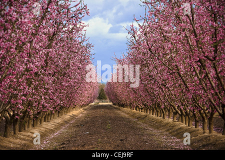 Agriculture – Looking down between the rows of nectarine trees in Spring at the full bloom, early petal fall stage / California. Stock Photo